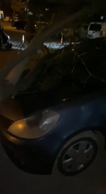 Lodosun etkisiyle ağaçlar araçların üzerine devrildi