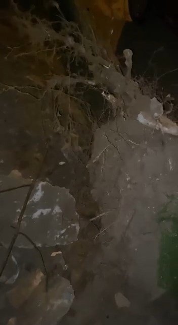 Lodosun etkisiyle ağaçlar araçların üzerine devrildi