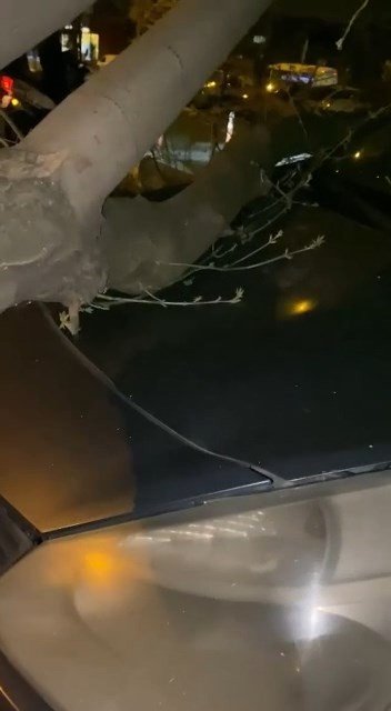 Lodosun etkisiyle ağaçlar araçların üzerine devrildi