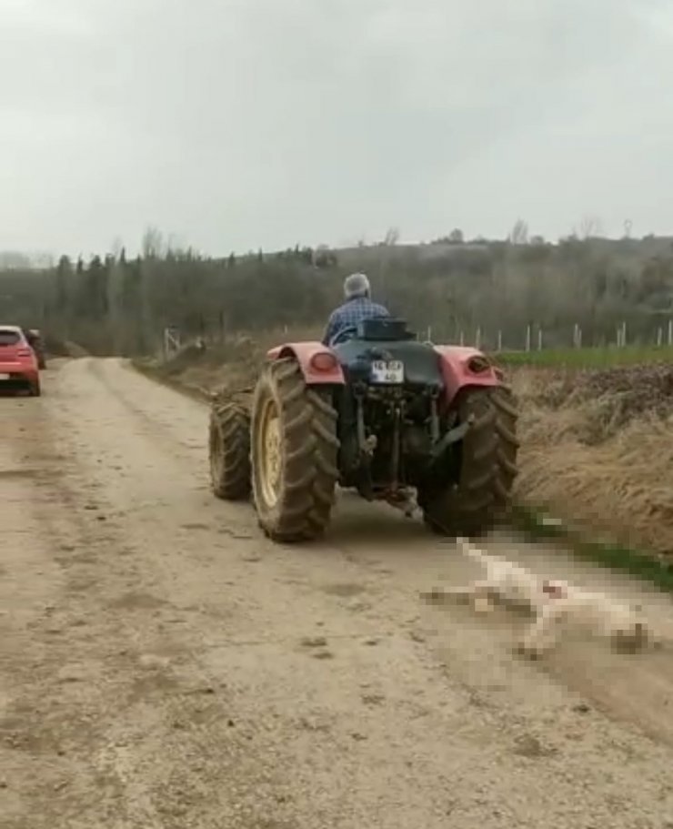 Öldürdüğü gebe köpeği traktörün arkasında sürükleyen şüpheli serbest
