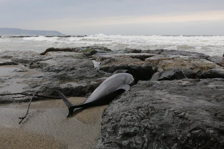 Sürmene sahiline 2 ölü yunus daha vurdu