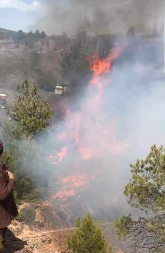 Uşak'ta orman yangını