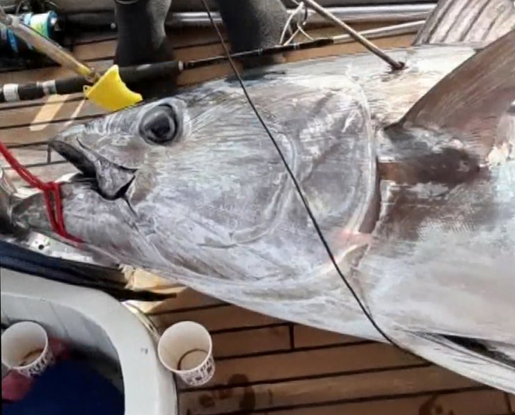 Yakaladıkları 100 kiloluk orkinosu, 2 saat 50 dakikada tekneye çıkarabildiler