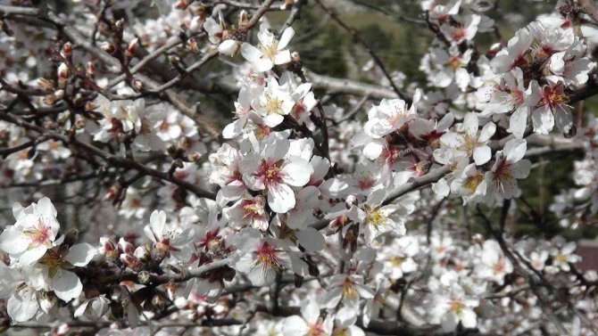 Akseki’de badem ağaçları çiçek açtı