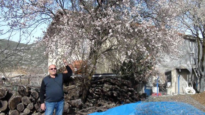 Akseki’de badem ağaçları çiçek açtı