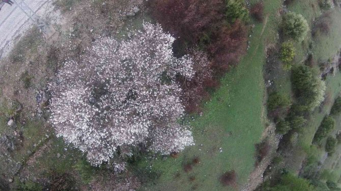 Akseki’de badem ağaçları çiçek açtı