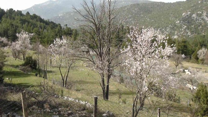 Akseki’de badem ağaçları çiçek açtı