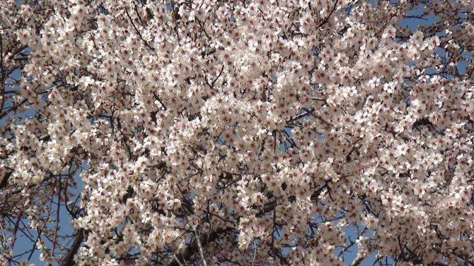 Akseki’de badem ağaçları çiçek açtı