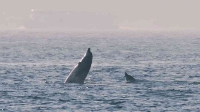 Alman fotoğrafçının gözünden İstanbul’un yunusları
