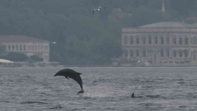 Alman fotoğrafçının gözünden İstanbul’un yunusları