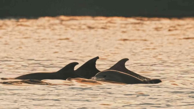 Alman fotoğrafçının gözünden İstanbul’un yunusları