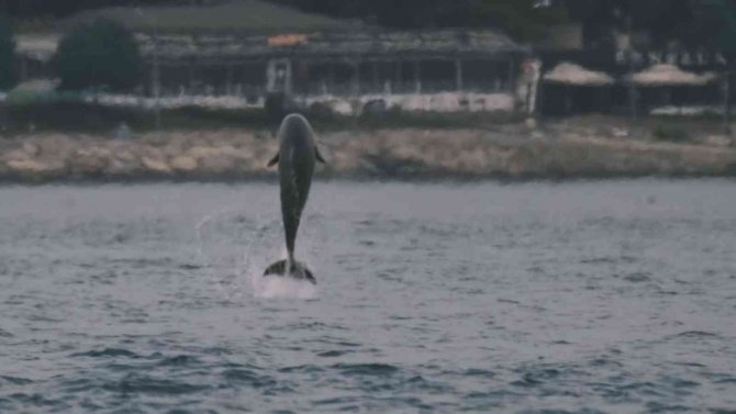 Alman fotoğrafçının gözünden İstanbul’un yunusları