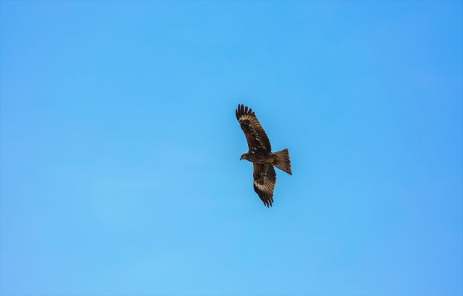Göç rotasındaki Diyarbakır, yırtıcı kuşlara ev sahipliği yapıyor