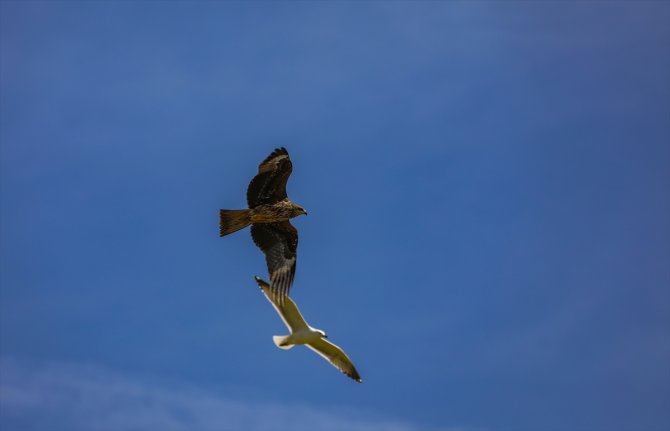 Göç rotasındaki Diyarbakır, yırtıcı kuşlara ev sahipliği yapıyor