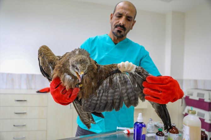Göç rotasındaki Diyarbakır, yırtıcı kuşlara ev sahipliği yapıyor
