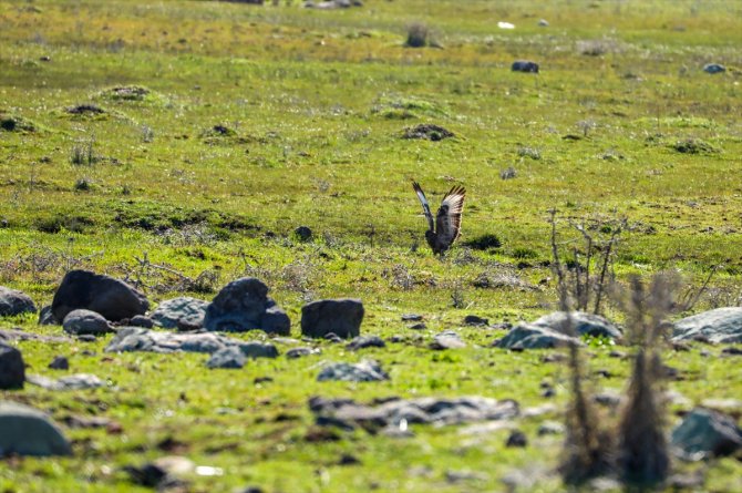 Göç rotasındaki Diyarbakır, yırtıcı kuşlara ev sahipliği yapıyor