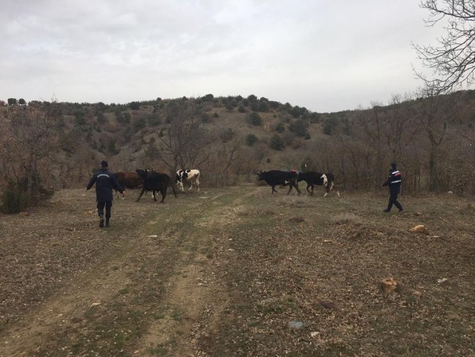 Kaybolan 7 büyükbaş 4 gün sonra dronla bulundu