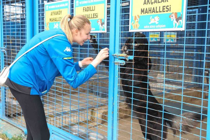 Kedilere özel hizmet