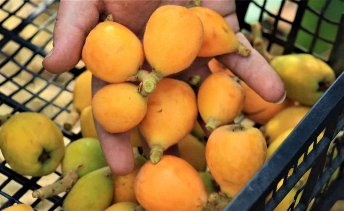 Yenidünya'nın fiyatı cep yakıyor