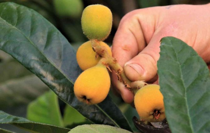 Yenidünya'nın fiyatı cep yakıyor