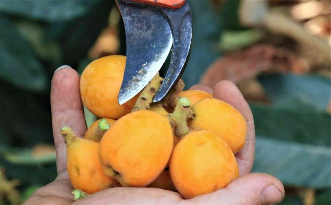 Yenidünya'nın fiyatı cep yakıyor