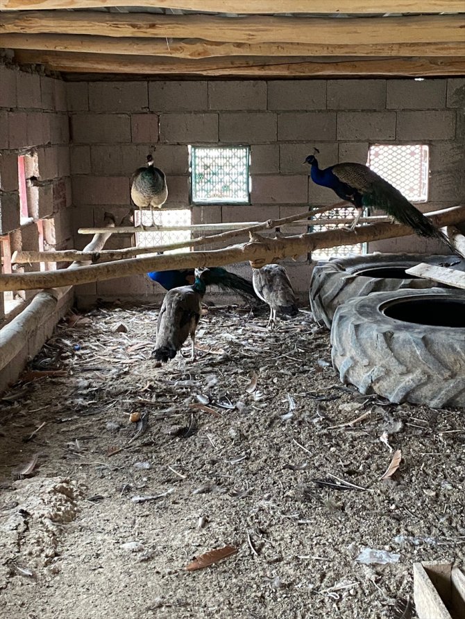 Konya'da tavus kuşu ve deve kuşu ele geçirildi