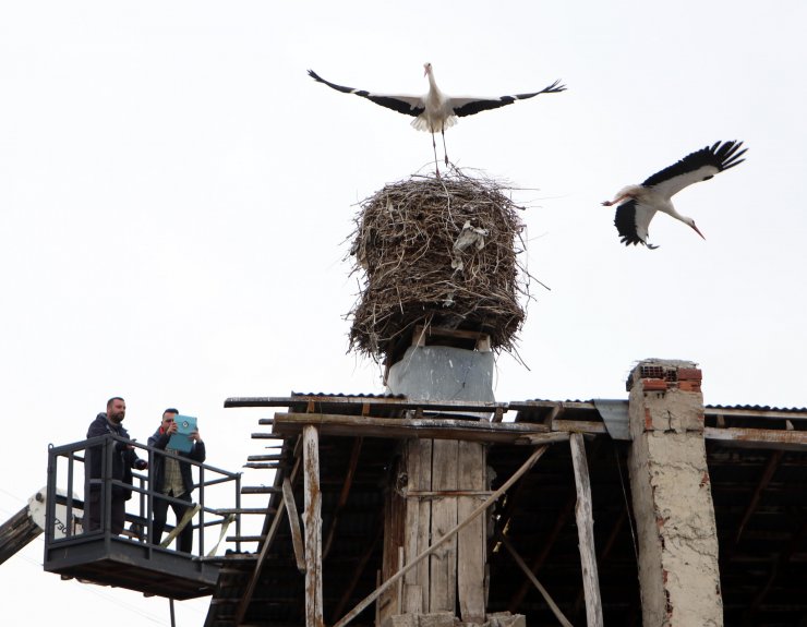 Bacadaki yuvanın yeri, leylekler göç edince değiştirilecek