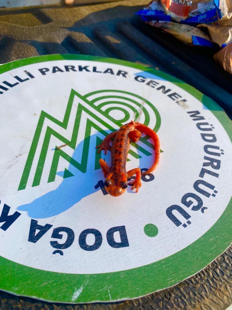 Koruma altındaki 'kara semenderi' kaçakçısına 600 bin lira ceza