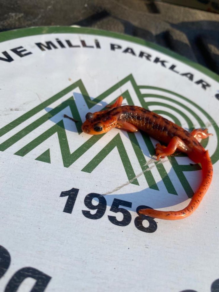 Koruma altındaki 'kara semenderi' kaçakçısına 600 bin lira ceza