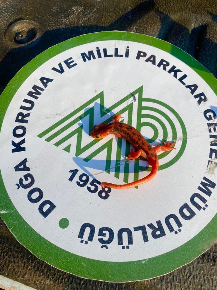 Koruma altındaki 'kara semenderi' kaçakçısına 600 bin lira ceza