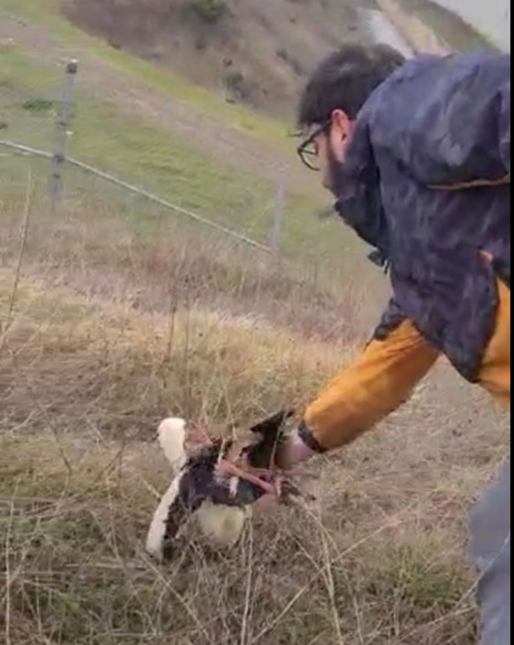 Tabelanın direğine sıkışan leylek, kurtarıldı