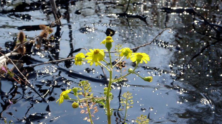Fuel oil kazanı patladı; tonlarca yakıt çevreye yayıldı