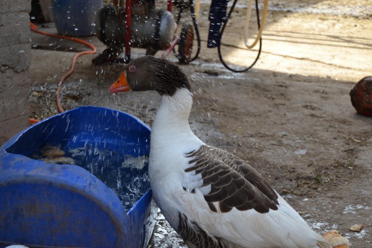 Kesmek için aldığı kaz, peşinden ayrılmıyor