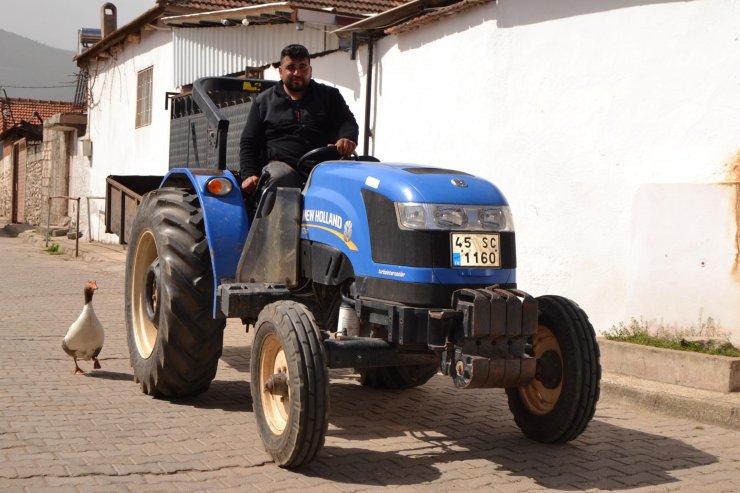 Kesmek için aldığı kaz, peşinden ayrılmıyor