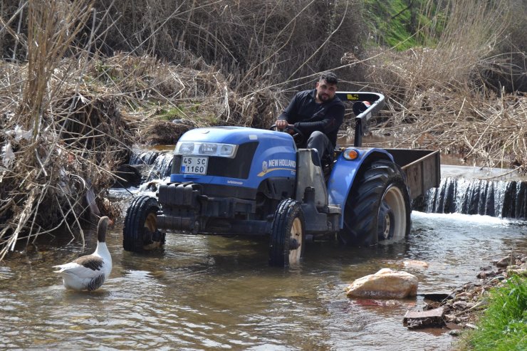 Kesmek için aldığı kaz, peşinden ayrılmıyor