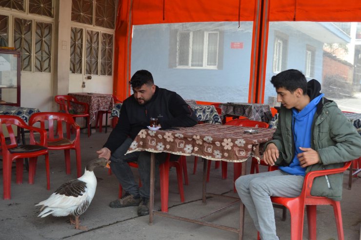 Kesmek için aldığı kaz, peşinden ayrılmıyor