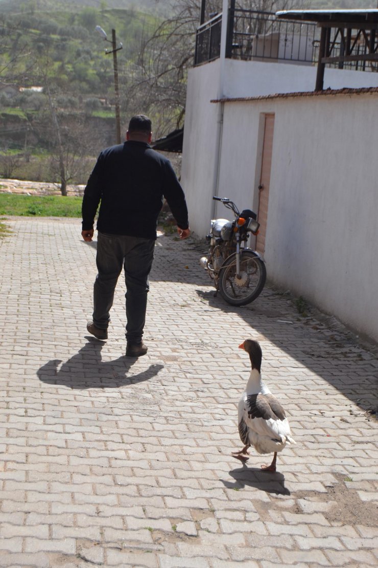 Kesmek için aldığı kaz, peşinden ayrılmıyor