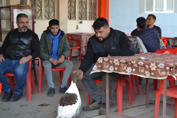 Kesmek için aldığı kaz, peşinden ayrılmıyor