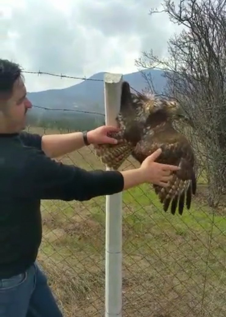 Tellere takılan yaralı şahin kurtarıldı