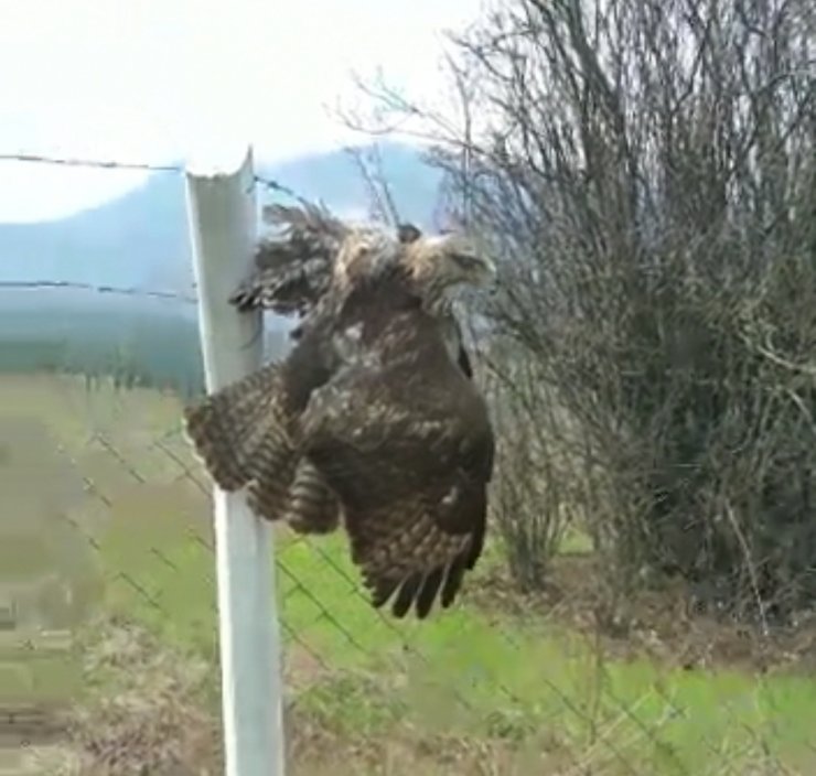 Tellere takılan yaralı şahin kurtarıldı