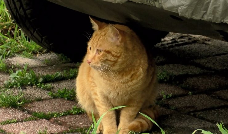 Hayvanseverleri çileden çıkaran iddia 