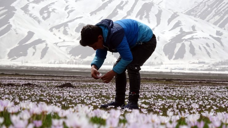 Kardelenler çiçek açtı
