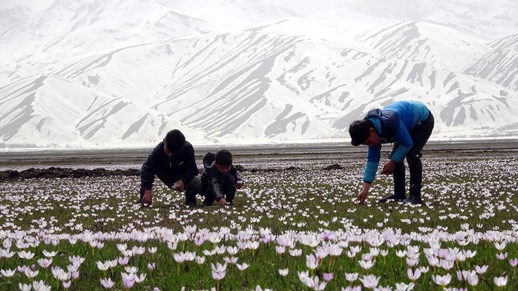 Kardelenler çiçek açtı