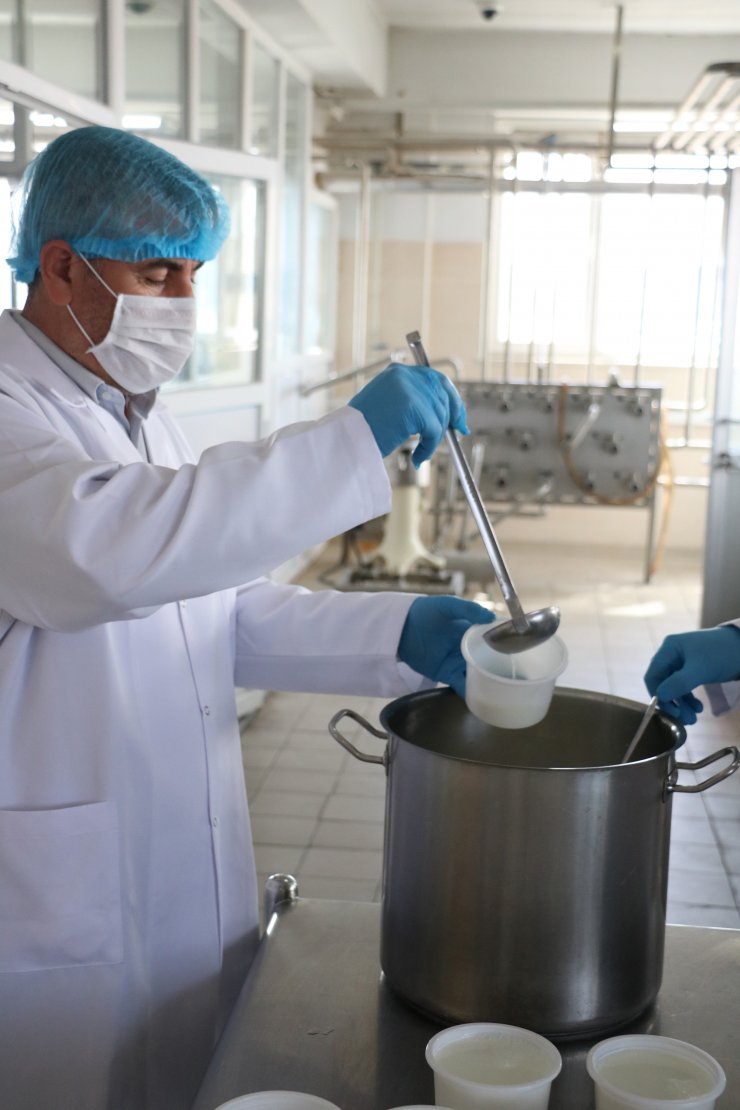 Manda yoğurduna ilgi arttı