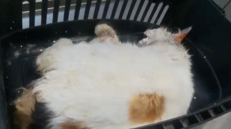 20 kedi ve köpek ölü bulundu, zehirlenen 1 kedi son anda kurtarıldı