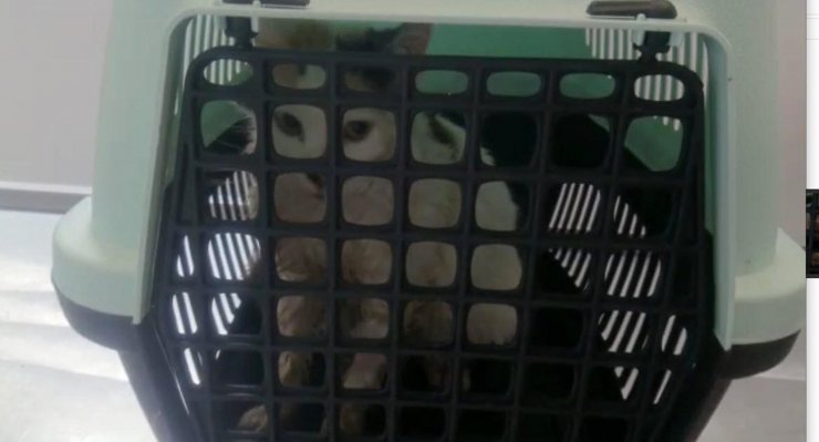 20 kedi ve köpek ölü bulundu, zehirlenen 1 kedi son anda kurtarıldı