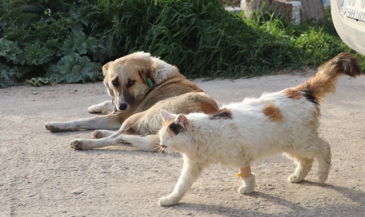 20 kedi ve köpek ölü bulundu, zehirlenen 1 kedi son anda kurtarıldı