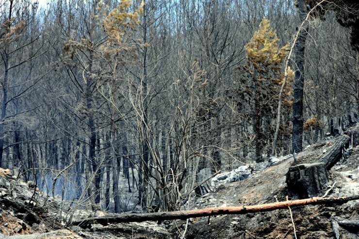 Dalaman’da orman vurgunu