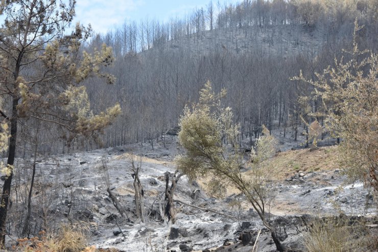 Dalaman’da orman vurgunu