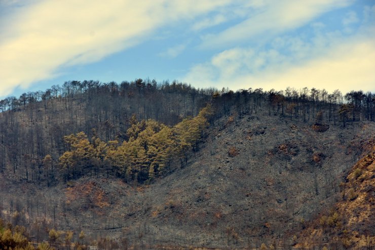 Dalaman’da orman vurgunu